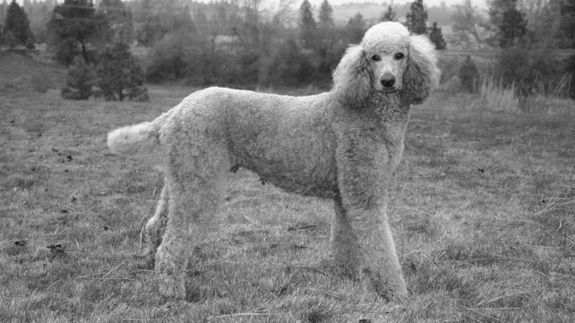 Poodle