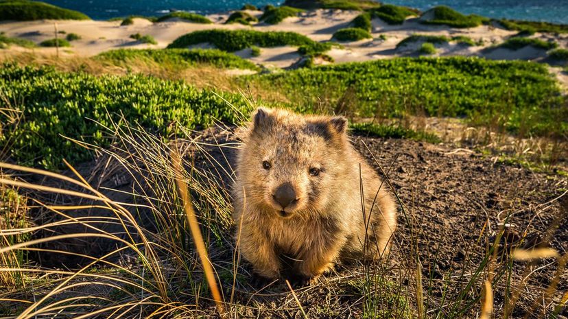 Wombat