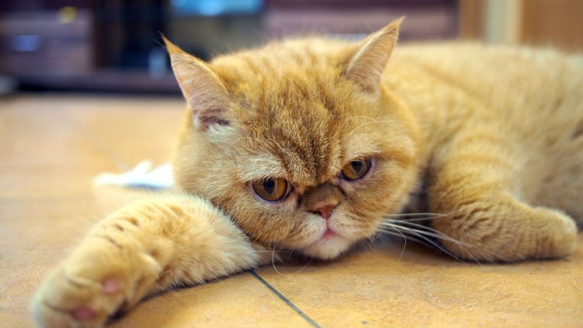 Exotic Shorthair