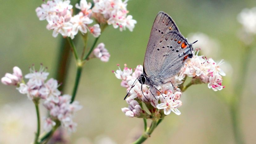 California Hairstreak