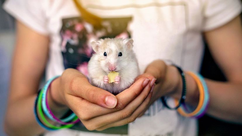 Girl holding pet hamster
