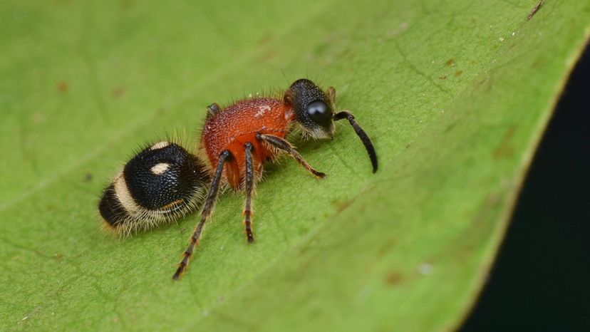 Velvet Ant