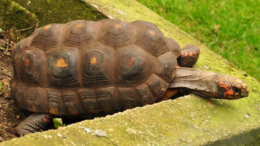 Amazonian Tortoise
