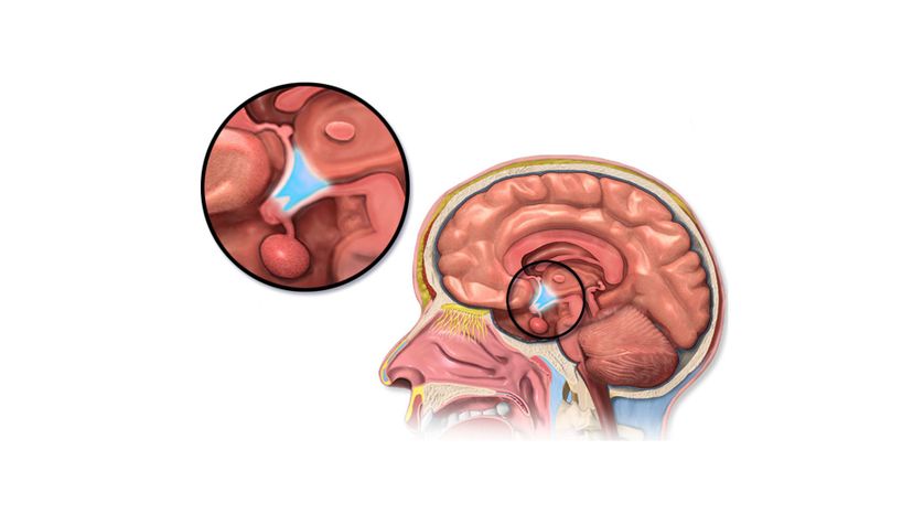 Hypothalamus