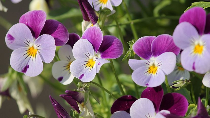 Pansies