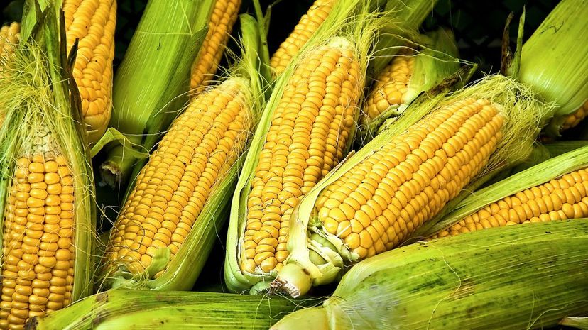 maize