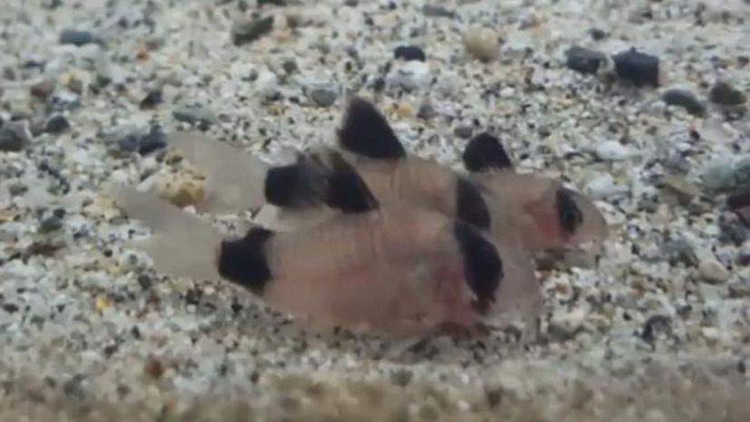 Panda cory fish