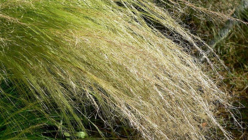 mexican feather grass