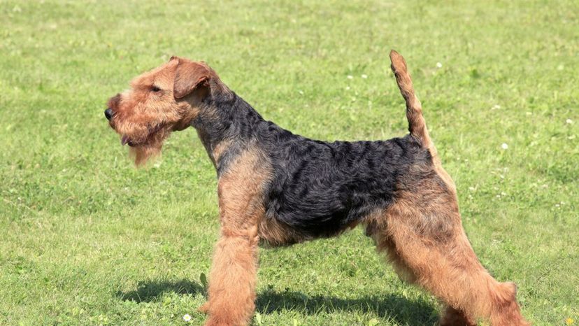 Welsh Terrier