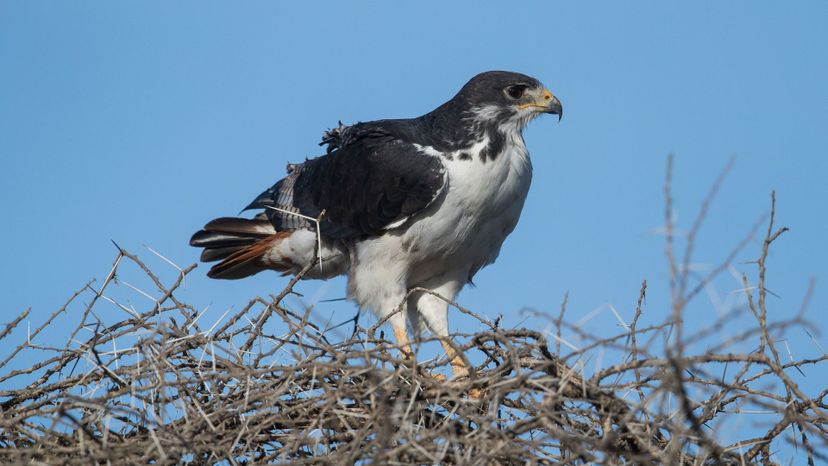 Augur Buzzard