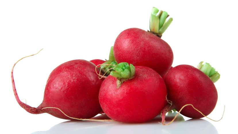 Radish