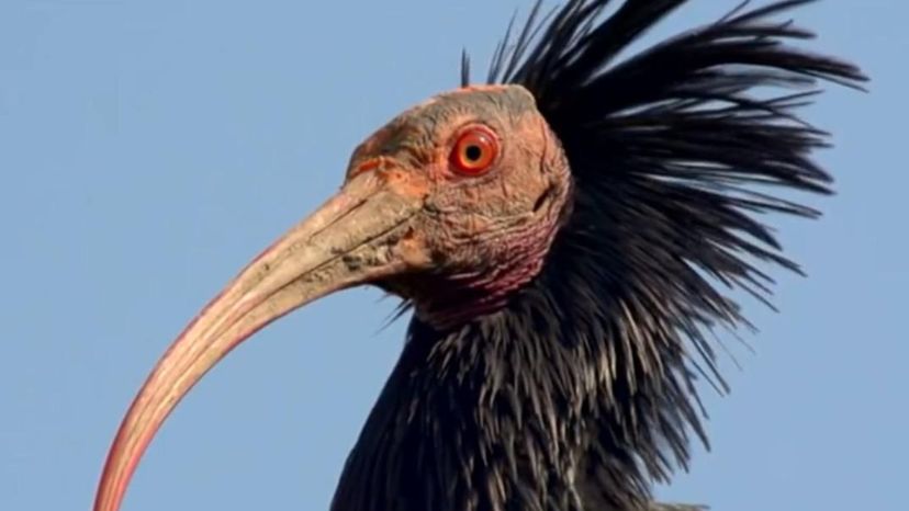 Northern Bald Ibis