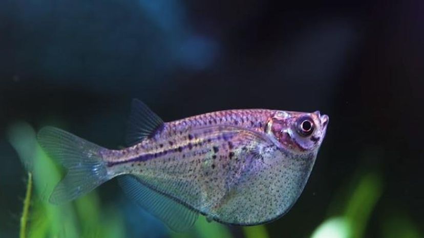 Common hatchetfish