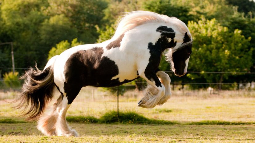 Gypsy Vanner