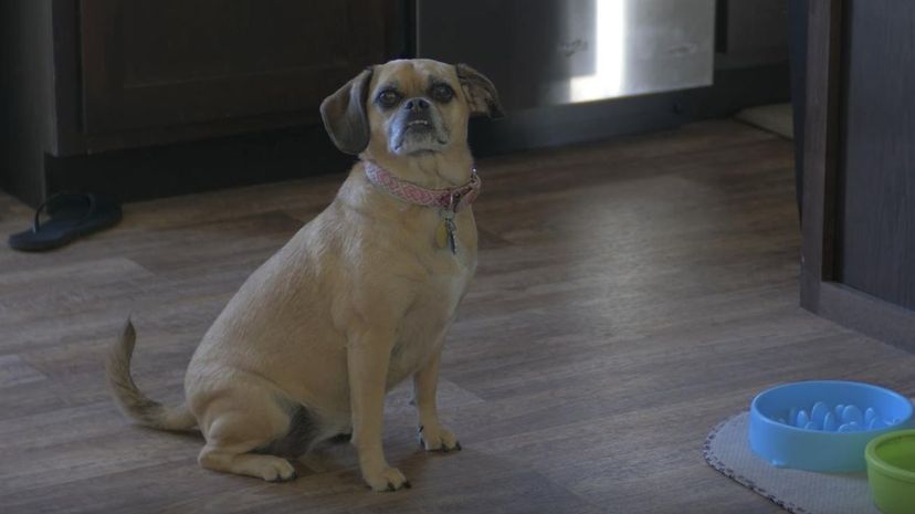 Puggle＂border=
