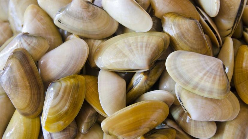 coquina clam