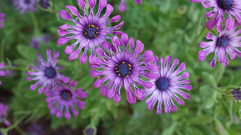 Osteospermum