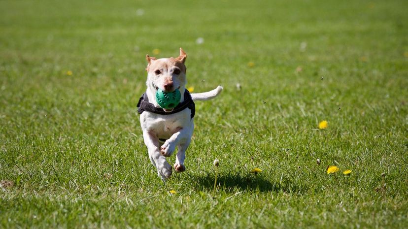 Playing Catch