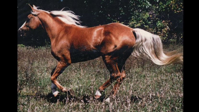 Morab Horse