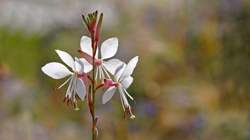 Gaura