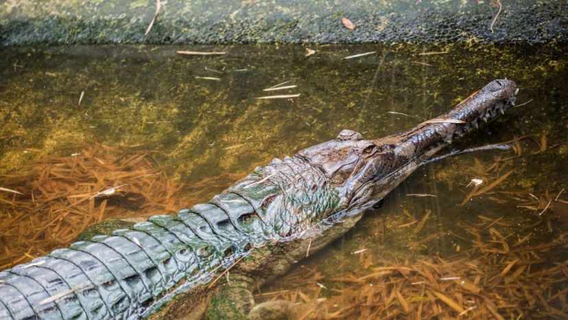 Gharial