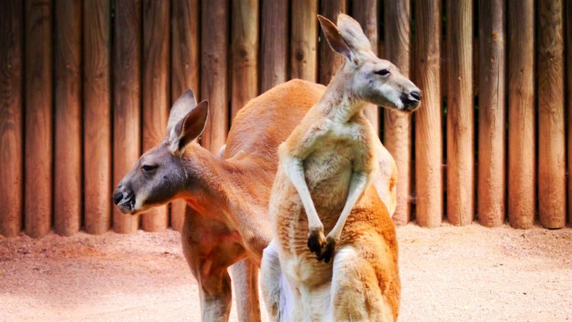 wildlife-zoo-mammal-fauna-kangaroo-australia-572212-pxhere.com