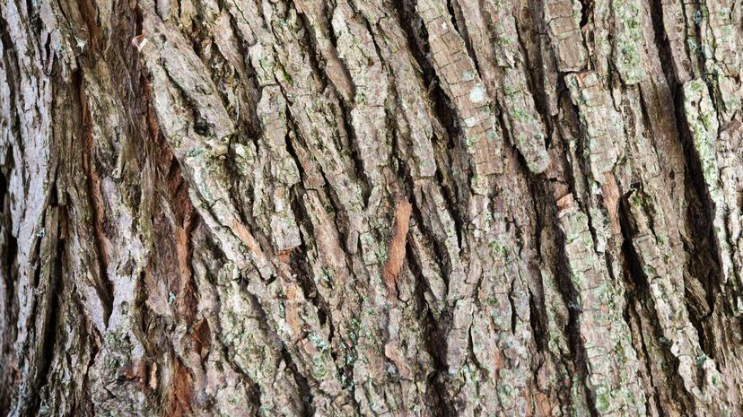 bark of a willow tree