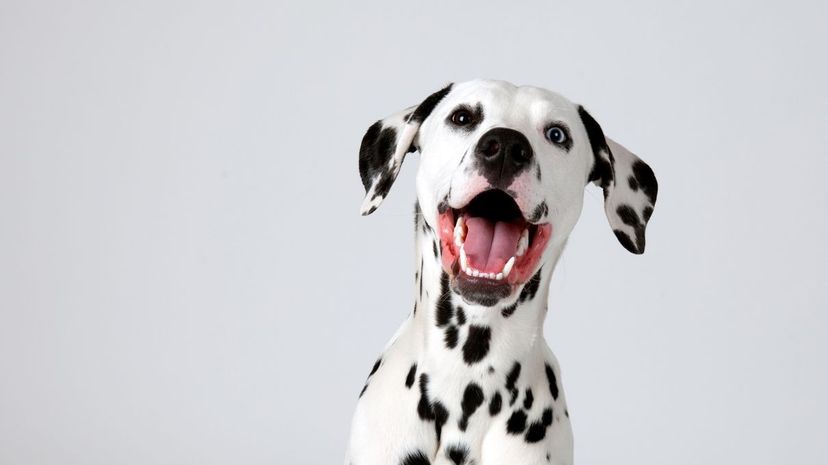 Dalmatian