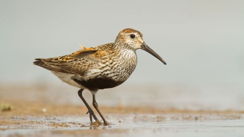 Dunlin