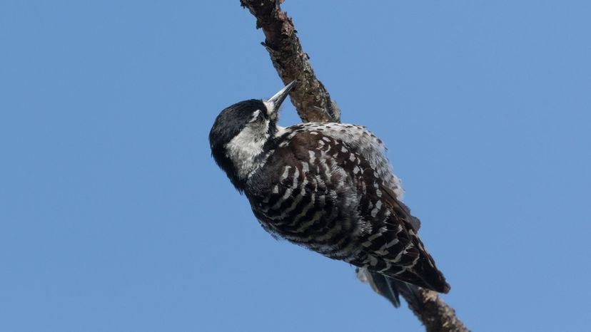 Red-cockaded_woodpecker