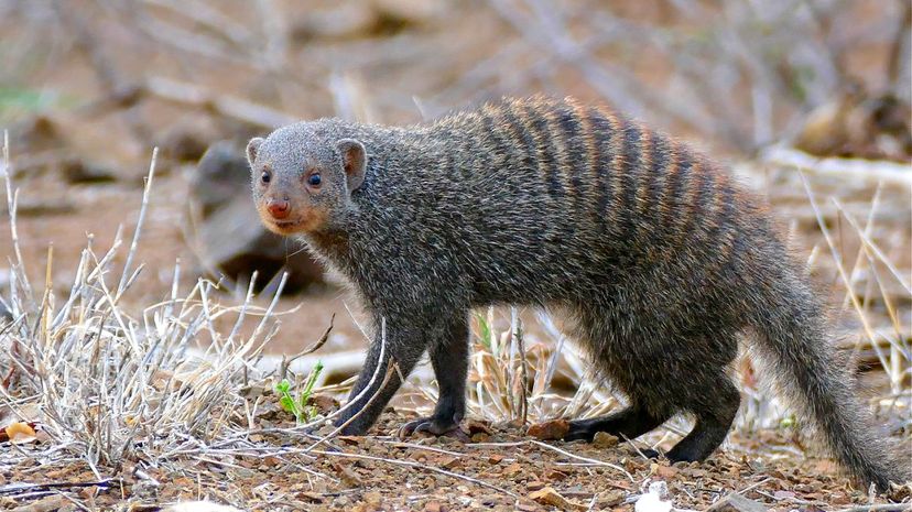 27-Banded Mongoose