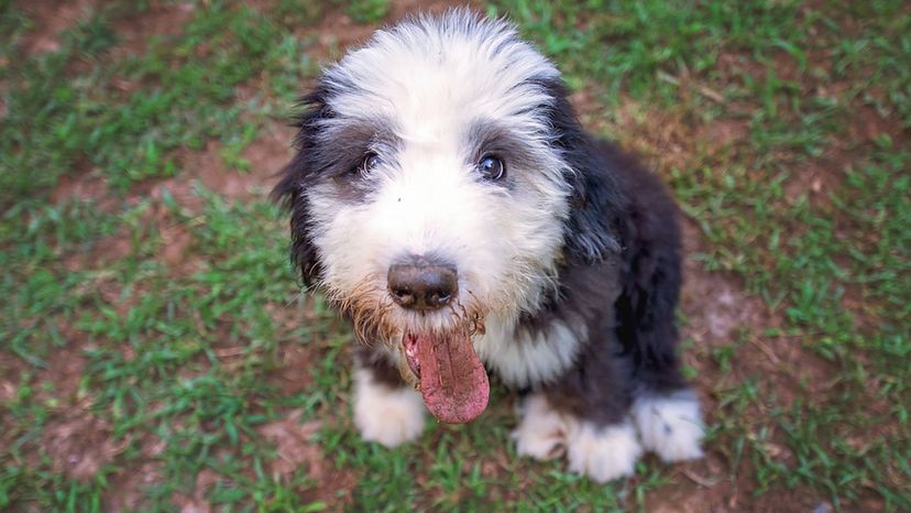 Old English Sheepdog