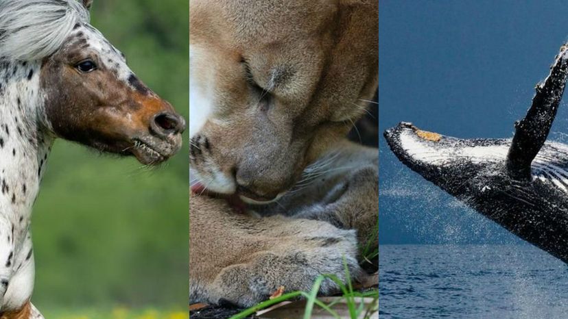 87% erram pelo menos uma destas imagens dos animais selvagens dos EUA! Você consegue acertar os nomes desses animais?