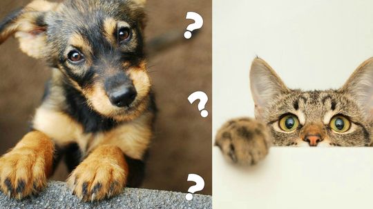 Can We Guess if Your Significant Other Is More Like a Cat or a Dog?