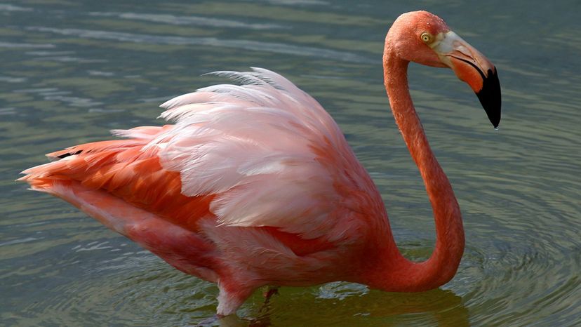 American Flamingo