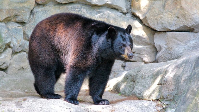 4-Black Bear