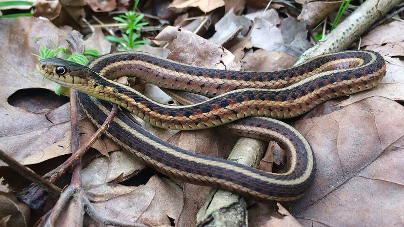 24 Common Garter Snake