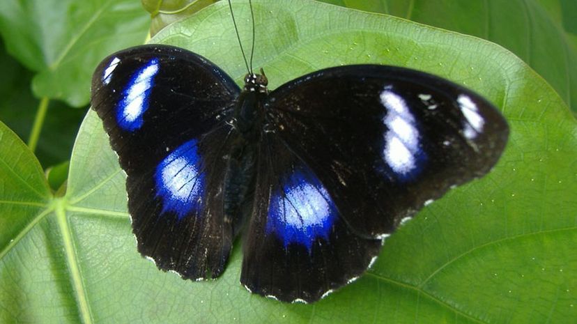 Blue moon butterfly