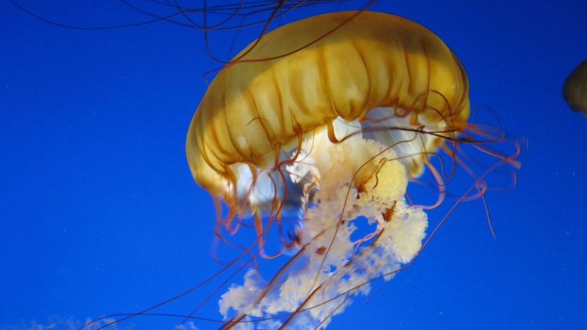 Jellyfish Do You Know Which Phylum These Animals Belong To 10