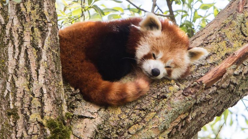 Red Panda