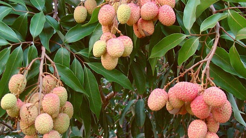 Mauritius lychee tree