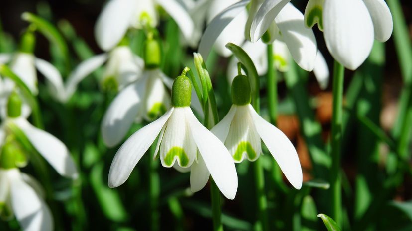 Snowdrop