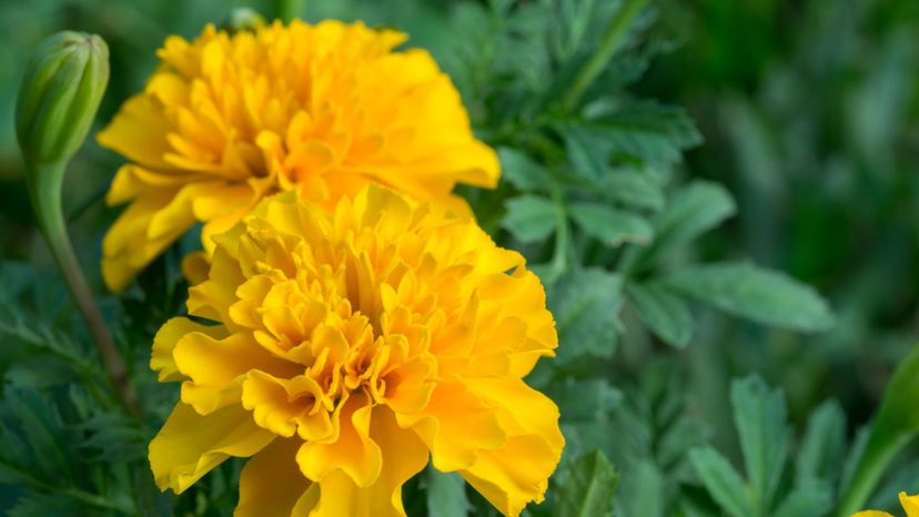 Marigolds