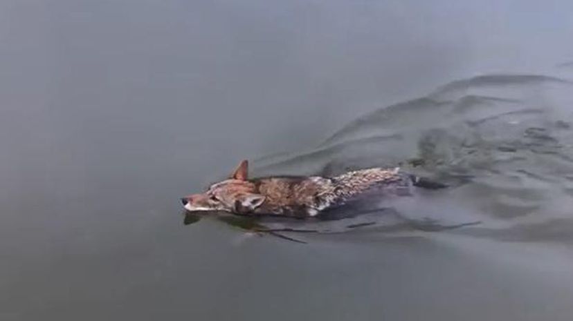 Coyote swim