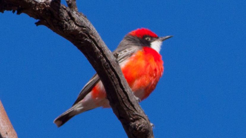 Crimson Chat