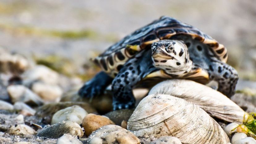 Diamondback Terrapin- Maryland