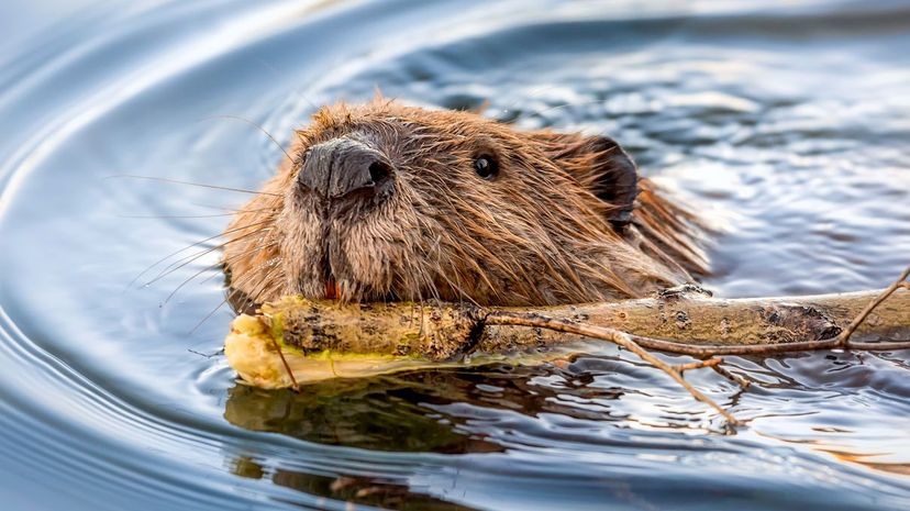 Beaver