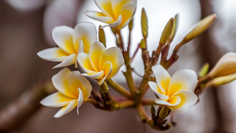 Plumeria
