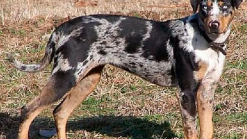 American Leopards Coonhound
