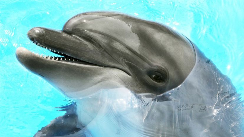 Dolphin